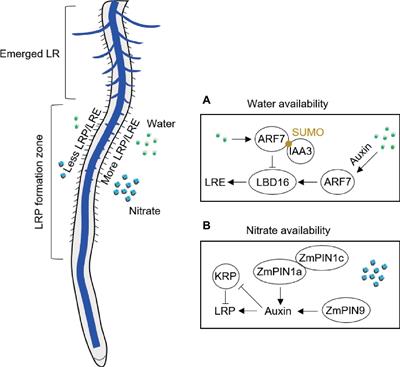 Plasticity of Lateral Root Branching in Maize